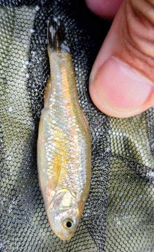 Marathon Minnow