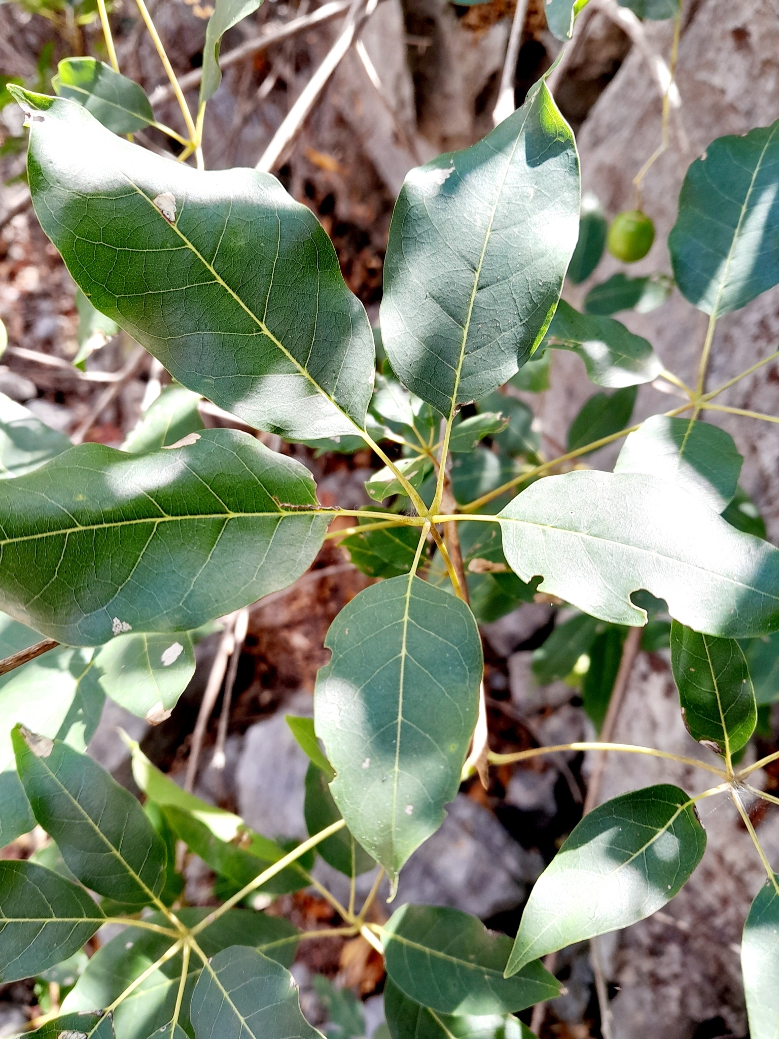 Imagem de Vitex beraviensis