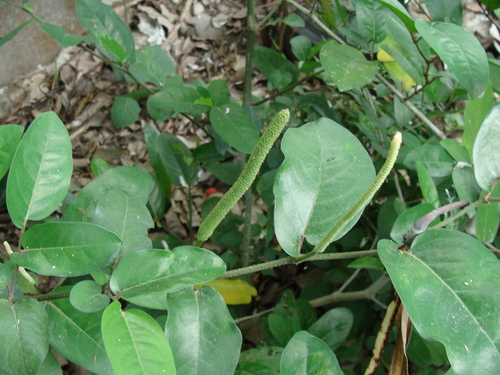 Image of Piper Tuberculatum (Piper tuberculatum) by (c) Alexis López Hernández, some rights reserved (CC BY)