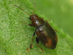 Epitrix hirtipennis