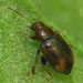 Tobacco Flea Beetle - Photo (c) C. Mallory, some rights reserved (CC BY-NC), uploaded by C. Mallory
