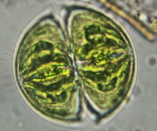 Staurodesmus dickiei, 2026-06-14