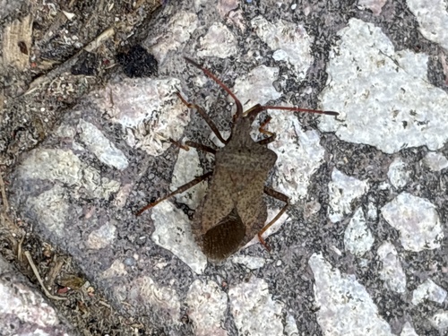 Dock Bug