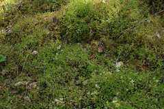 Saxifraga rosacea, photograph (c) marius, some rights reserved (CC BY)