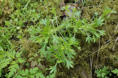Saxifraga rosacea, photograph 2