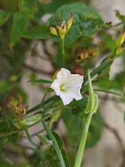 Convolvulus crenatifolius