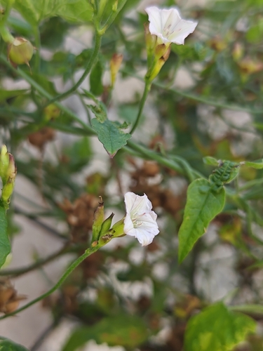 Convolvulus crenatifolius, photograph 2