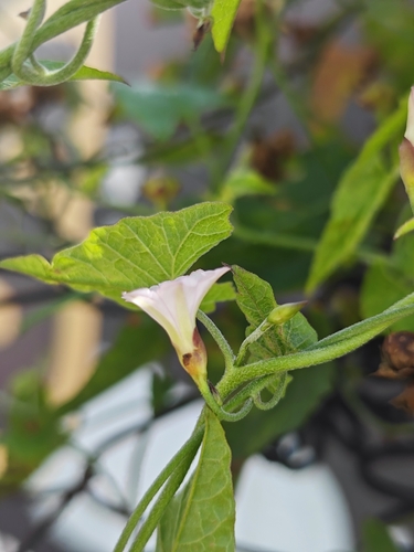 Convolvulus crenatifolius, photograph 3