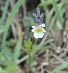 Viola kitaibeliana
