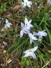 Ipheion