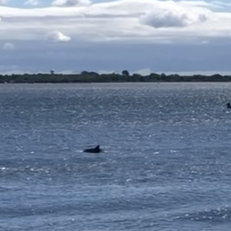 Tursiops erebennus