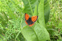Lycaena phlaeas daimio
