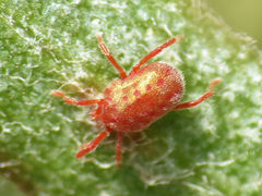 Balaustium