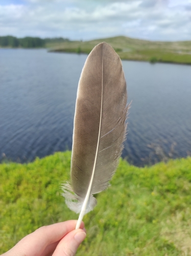 Plume de Oie cendrée