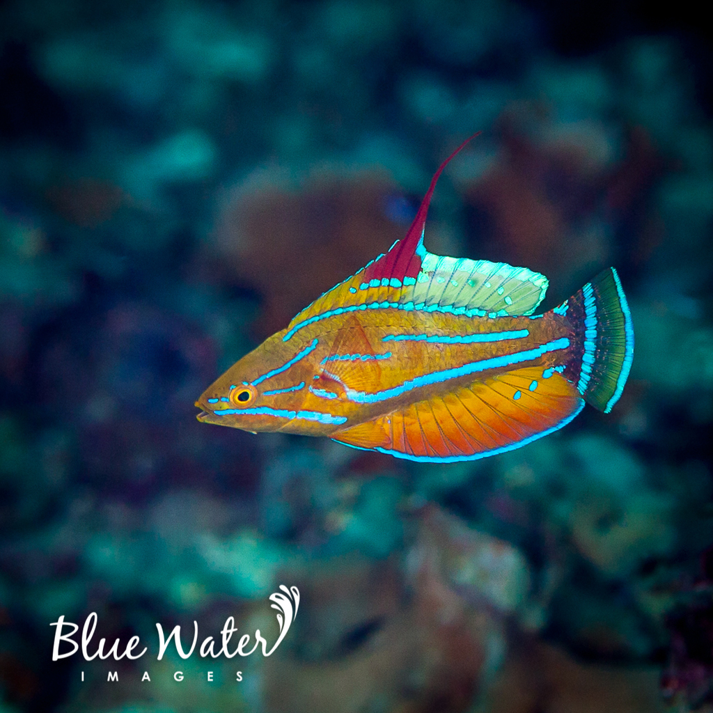 Yellowfin flasher (Paracheilinus flavianalis) — Labridae