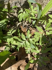Hydrophyllum virginianum