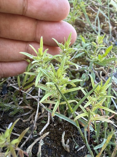 Hedeoma hispida, photograph 3