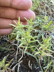 Hedeoma hispida, photograph (c) Brandon Corder, some rights reserved (CC BY)