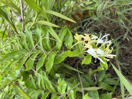 Lonicera japonica observed 2026-06-15