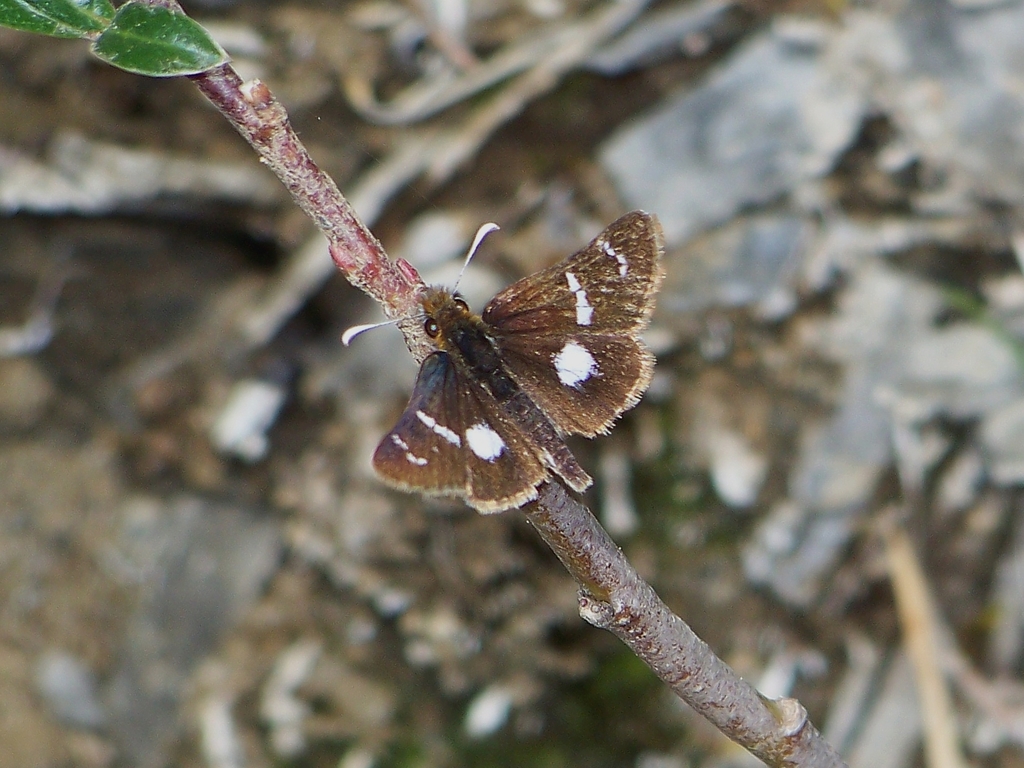 Carterocephalus micio