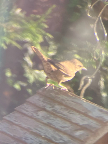 Northern House Wren