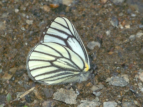 Pieris Davidis · Inaturalist Mexico