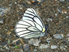 Pieris davidis