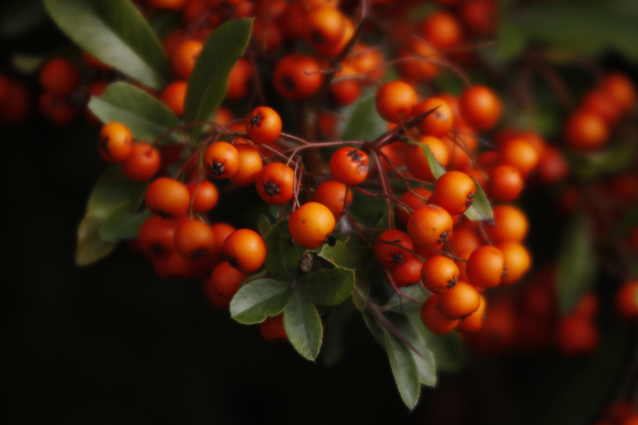 Pyracantha