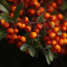 Pyracantha - Photo (c) Louise Forrest,  זכויות יוצרים חלקיות (CC BY-NC-ND)