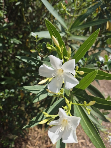 oleander