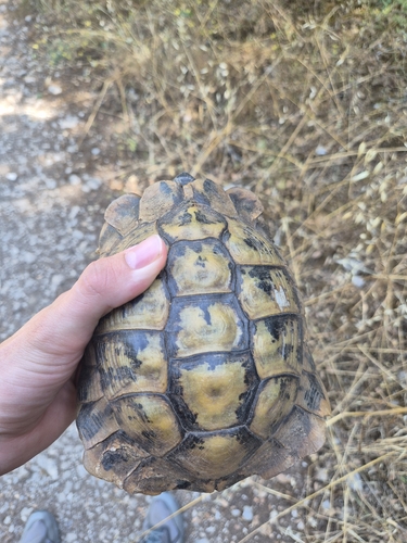 Boettger's Tortoise