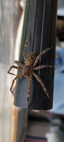Dark Fishing Spider