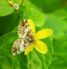 Enchoria lacteata