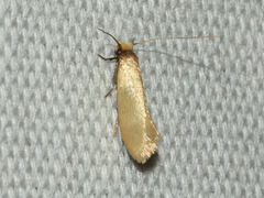 Edosa ochracea