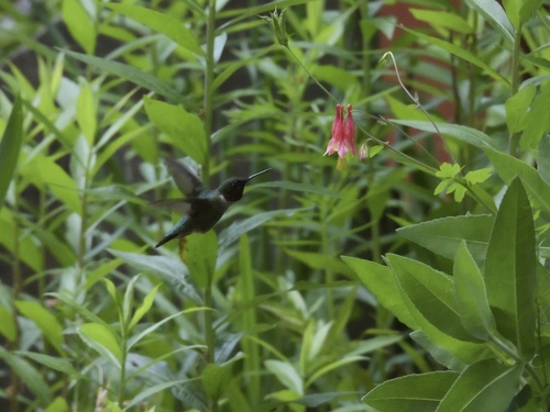 Ruby-throated Hummingbird photographed in Alabama