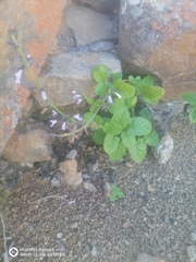 Three-part sage (Salvia triangularis)