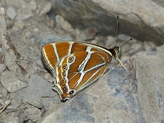 Lethe argentata