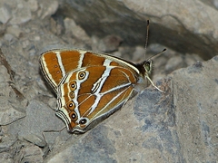 Lethe argentata