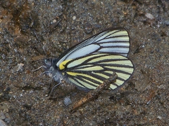 Pieris venata