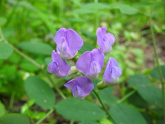 Lathyrus nevadensis