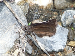 Erynnis pelias