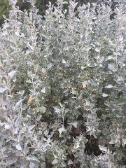 Atriplex nummularia