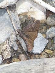 Erynnis pelias