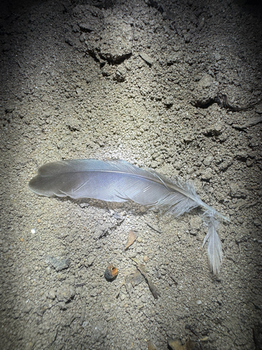 Plume de Hirondelle rustique