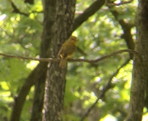 Summer Tanager
