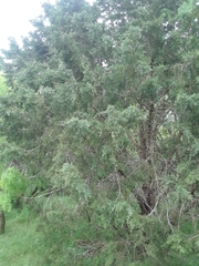 Juniperus ashei