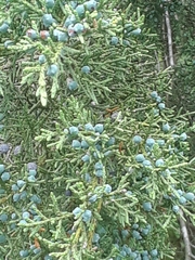Juniperus ashei