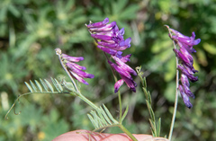 Vicia villosa villosa