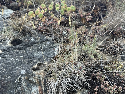 Koeleria vallesiana, 2026-06-15