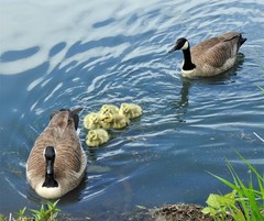 Branta canadensis